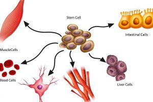 What are Stem Cells? What They Are and What They Do