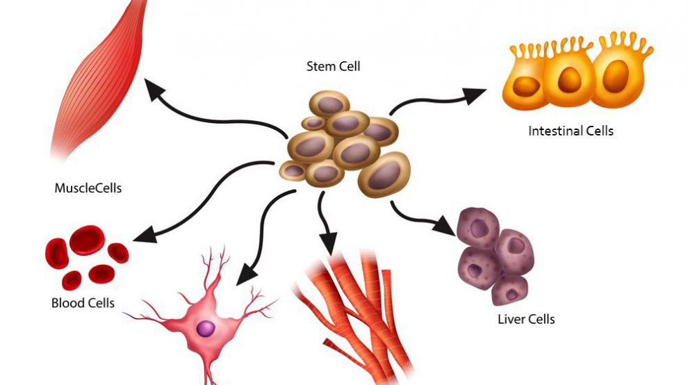 What are Stem Cells? What They Are and What They Do